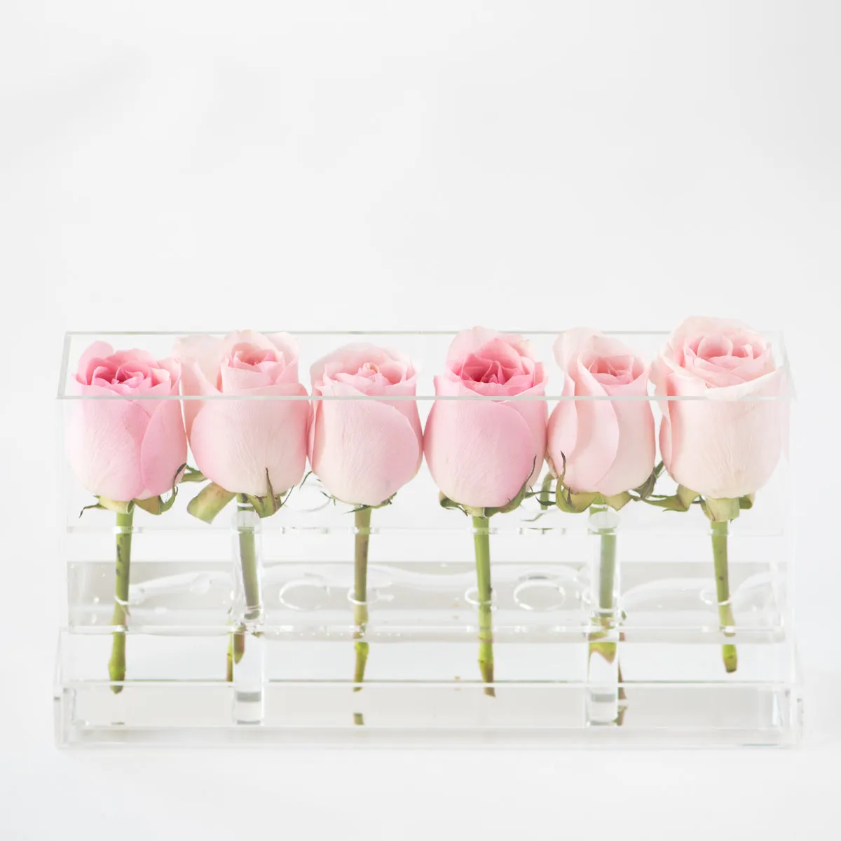 6 Roses Single