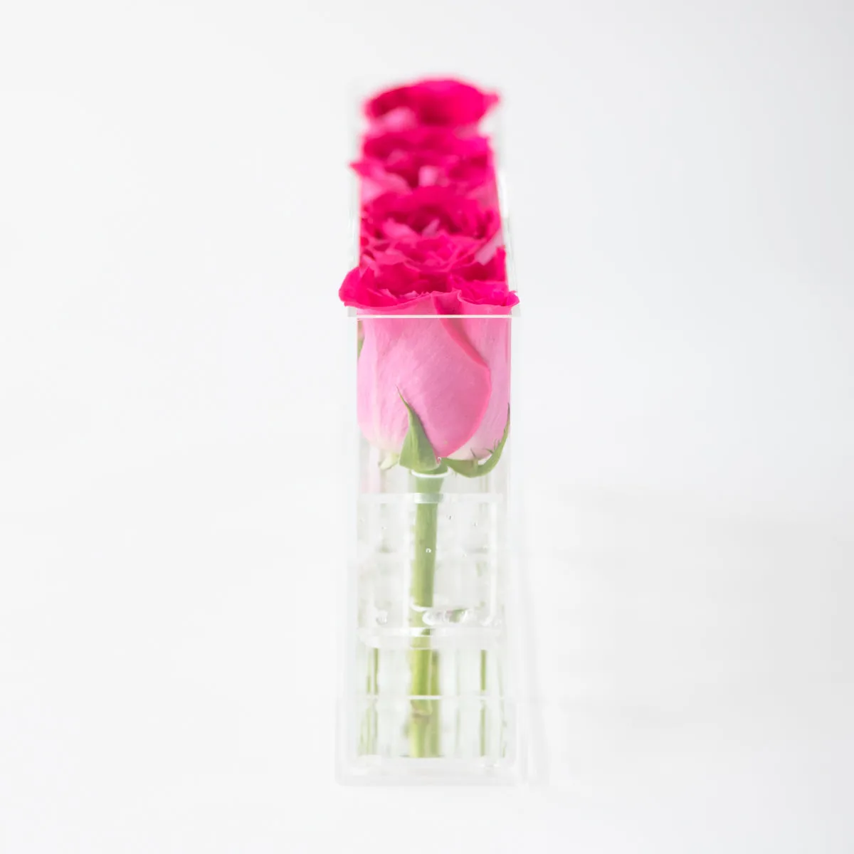 6 Roses Single