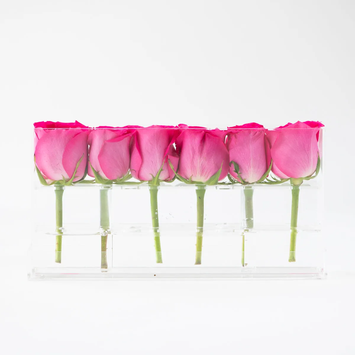 6 Roses Single
