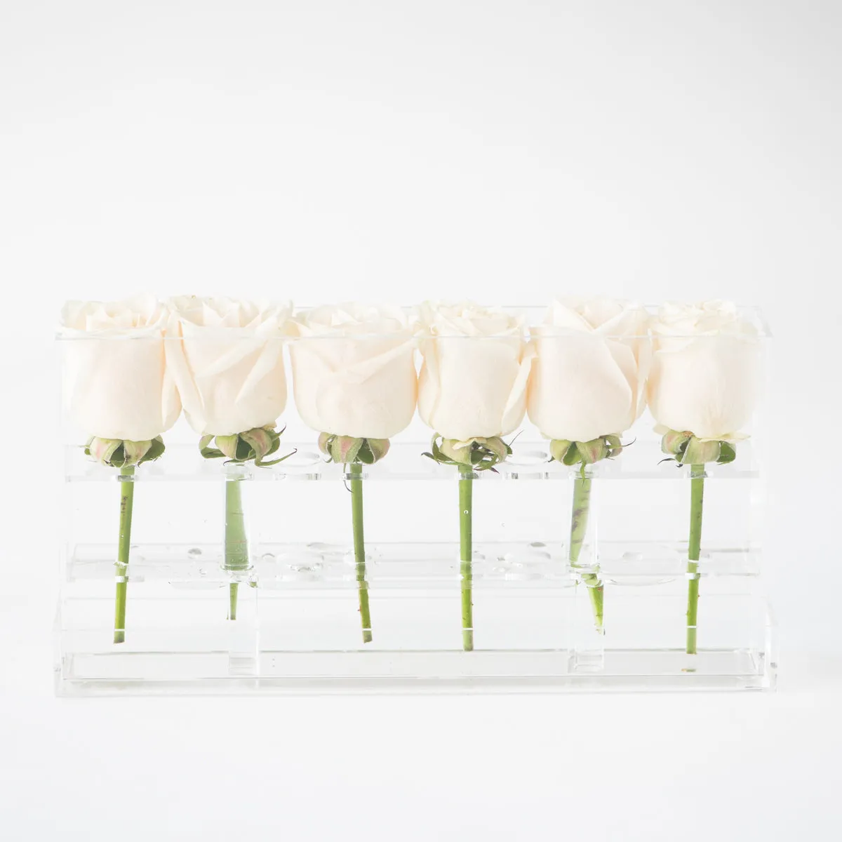 6 Roses Single