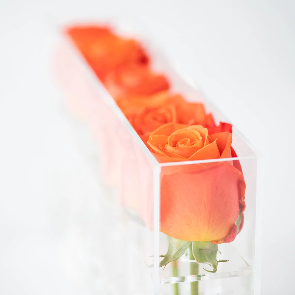 6 Roses Single