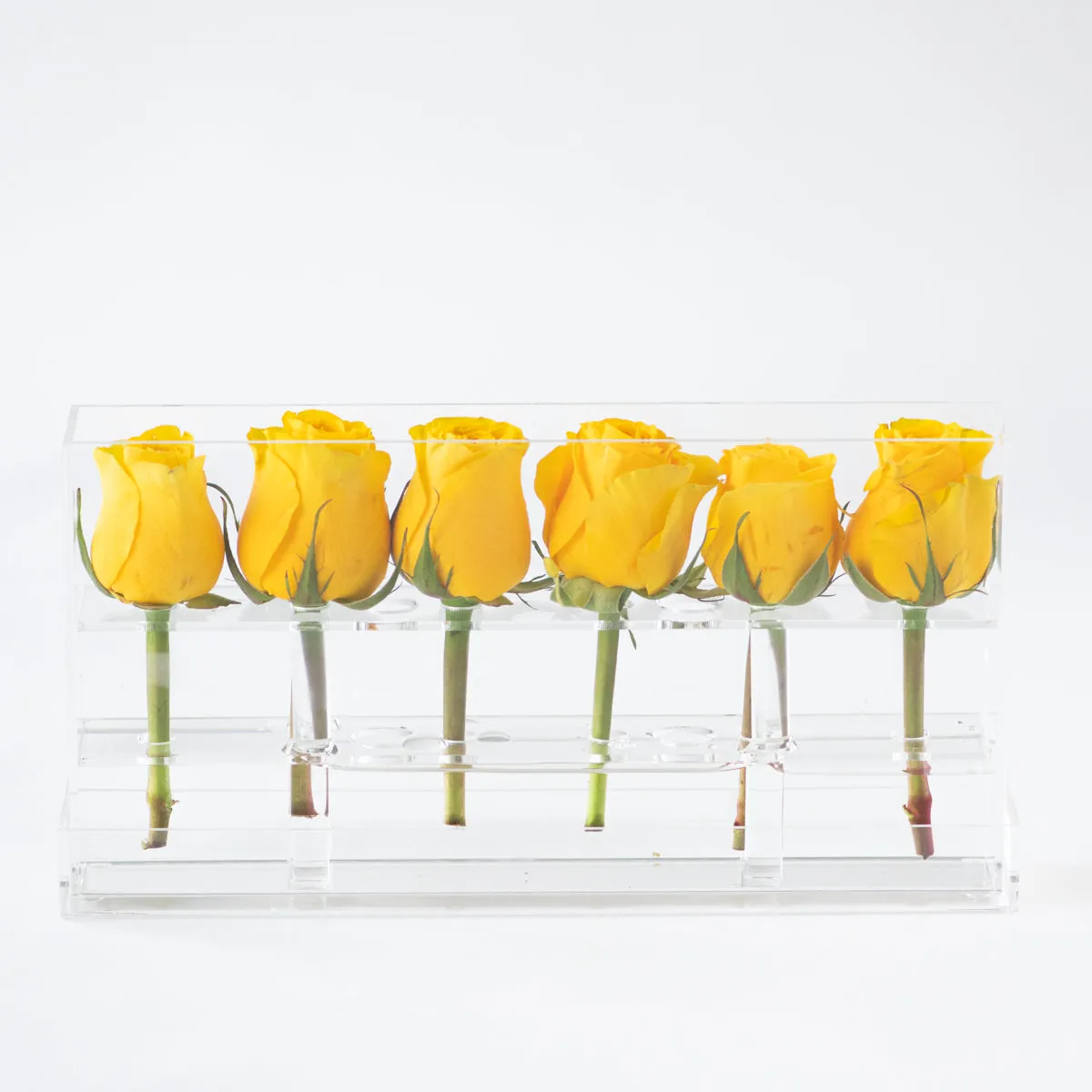 6 Roses Single