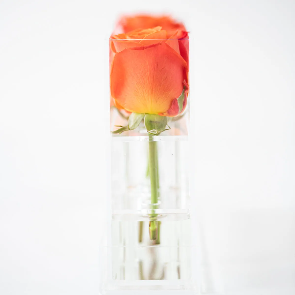 6 Roses Single