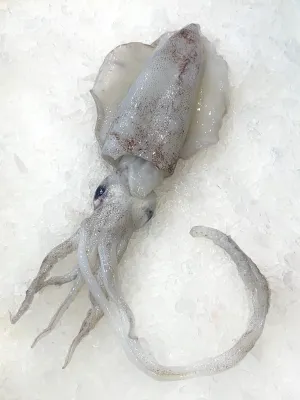Australian Whole Fresh Calamari