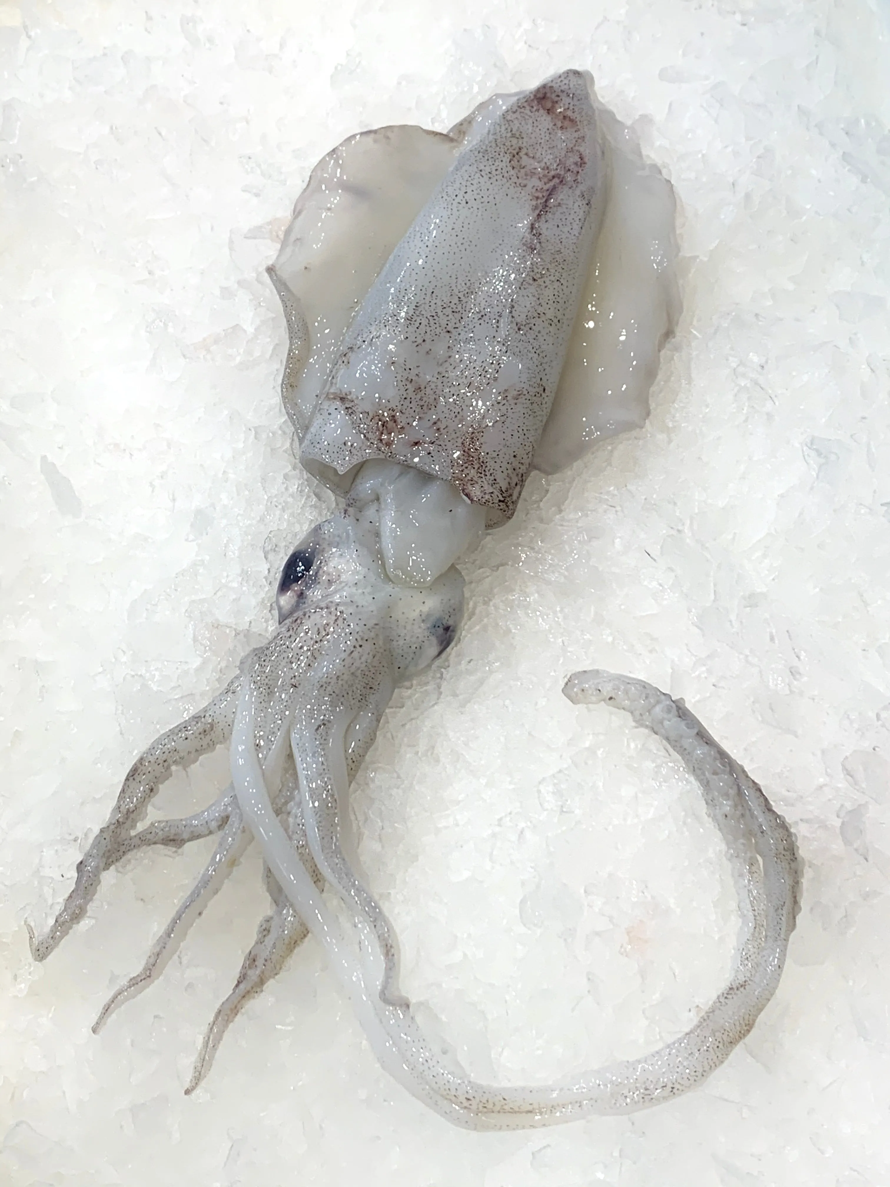 Australian Whole Fresh Calamari