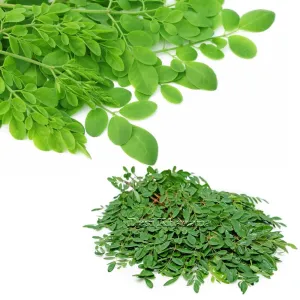Fresh Moringa Leaves