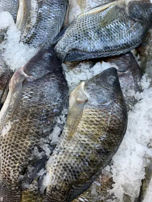 Fresh Taiwan Tilapia
